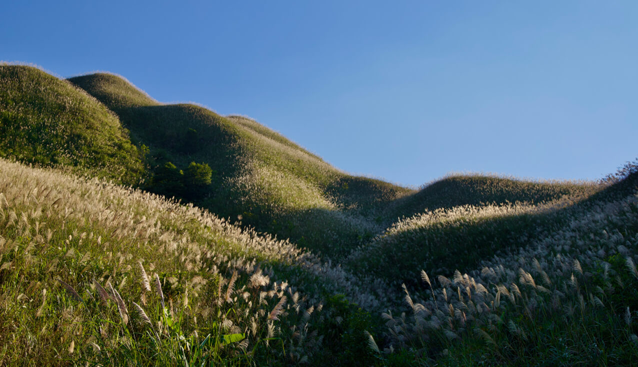 Cuối thu trên thiên đường cỏ lau ở Bình Liêu