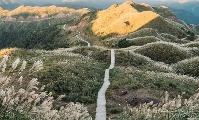 Tận Hưởng Sự Bình Yên Hiếm Có Biển Hoa Lau Bạc 2